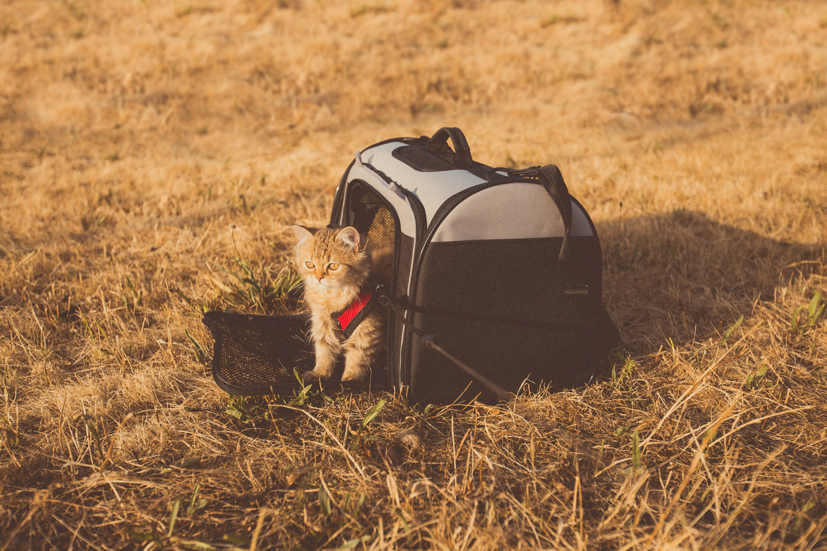 Travel & Outdoor